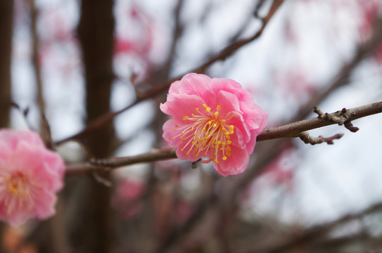 盛開的粉色梅花