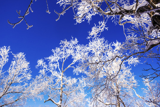 雪景树枝