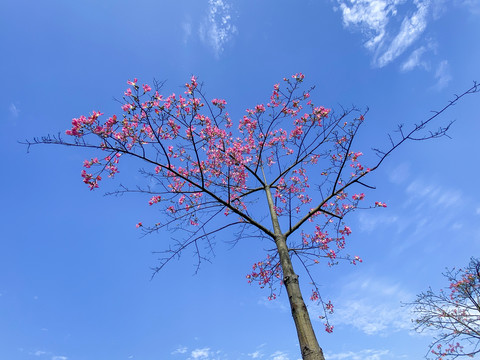 美丽异木棉