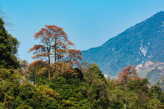 红叶枫叶