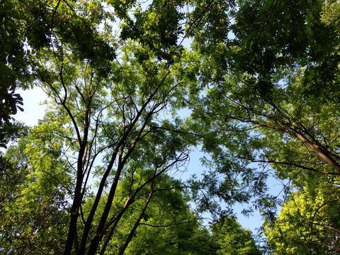 枝繁叶茂古树参天