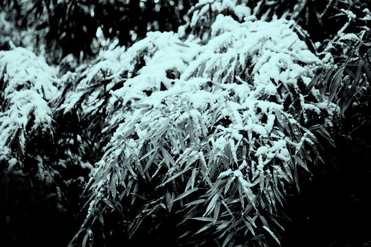 白雪压枝