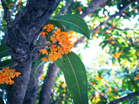 桂花