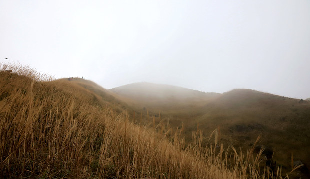 高山黄色草甸