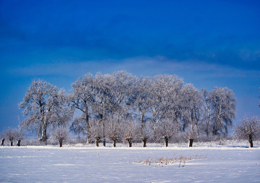 田野雪景