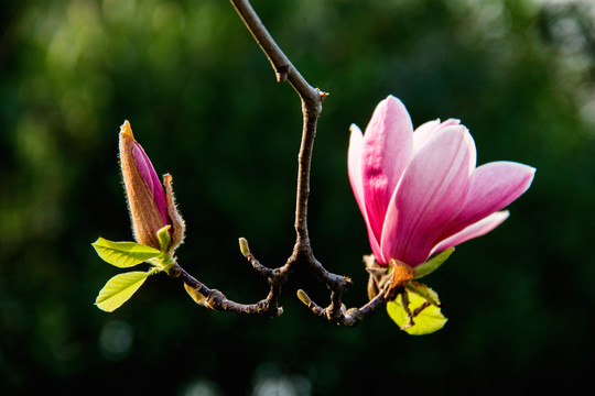 花草