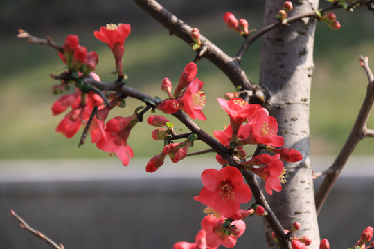 花卉