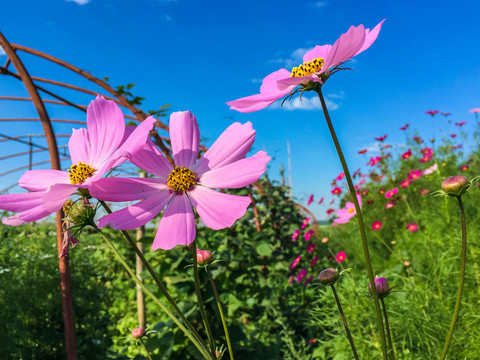 格桑花