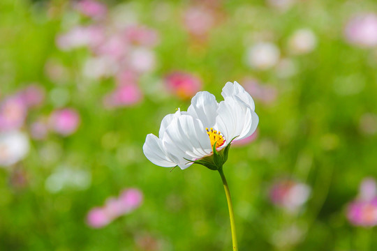 格桑花