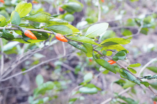 野生植物