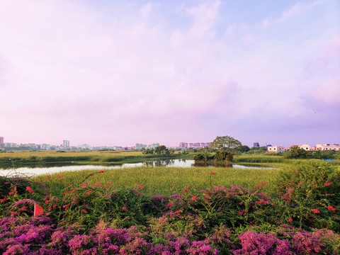 城边湿地旁的花海