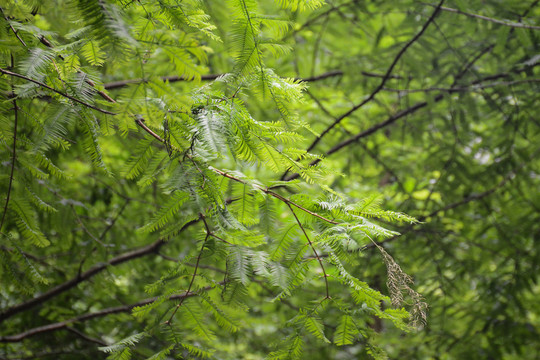 细叶植物