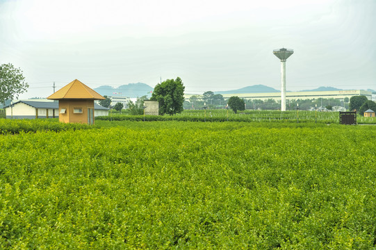 广西南宁横县中华茉莉园