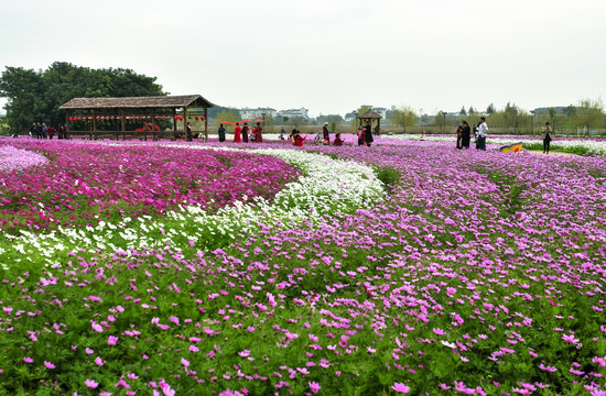 格桑花海