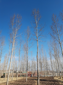 冬季杨树林
