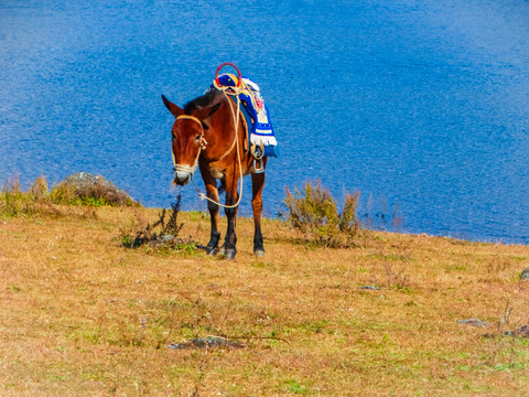 湖畔放马