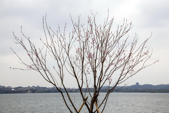 西湖桃花艳