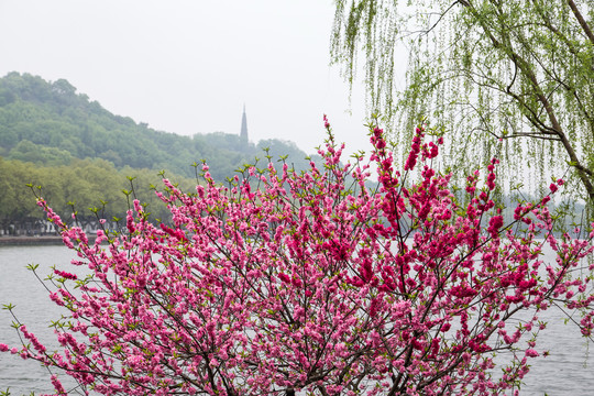 西湖桃花艳