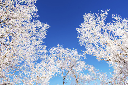 雾凇雪景