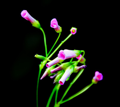 红花醡浆草