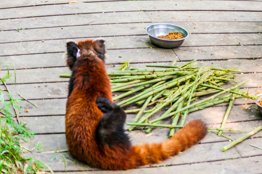 小熊猫