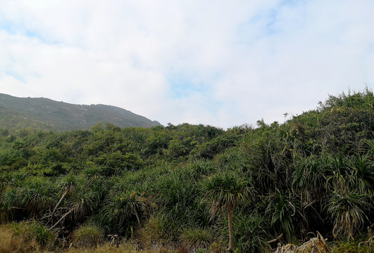 海岸线植物野菠萝