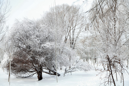 雪