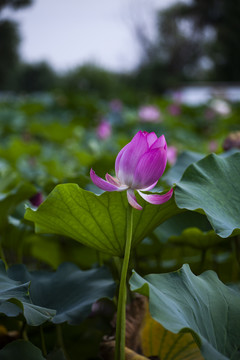 荷花