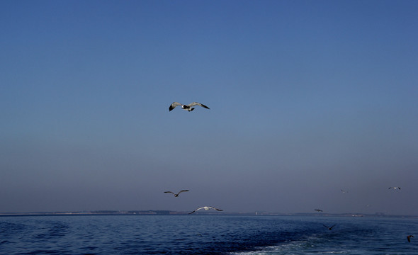 海鸥