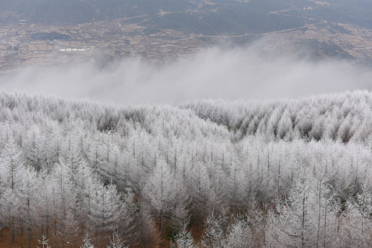 雾凇雪景冰天雪地