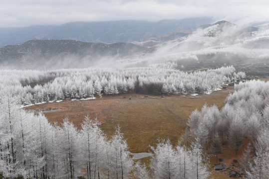 雾凇雪景冰天雪地