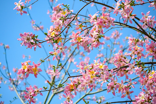 蓝天木棉花