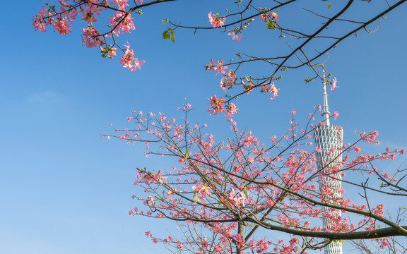 春天的广州塔