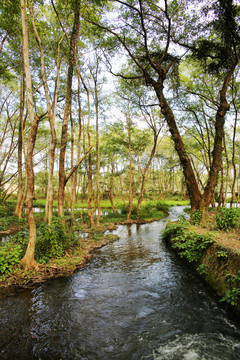 西溪南树林河流风景