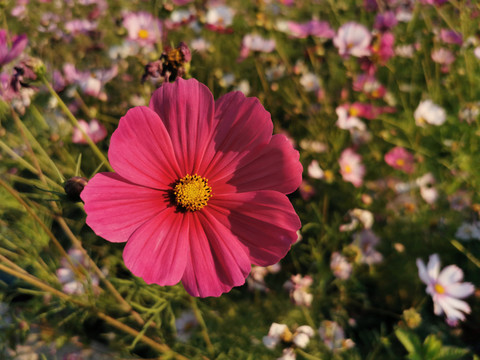 格桑花