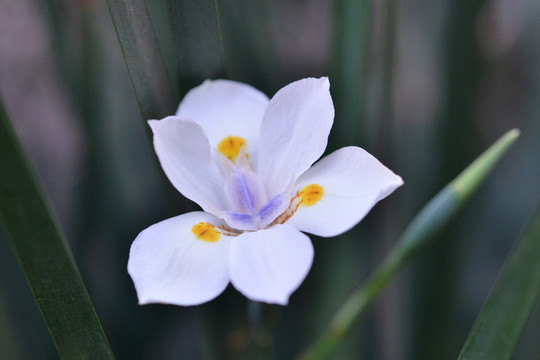 白色水仙花