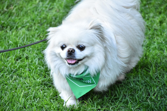 京巴犬