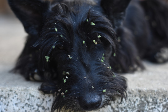 苏格兰猎犬