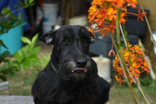 苏格兰猎犬