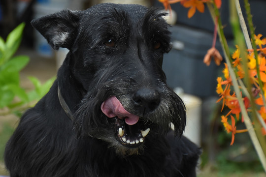 苏格兰猎犬