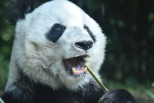 大熊猫摄影图片