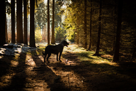 森林里散步的狗