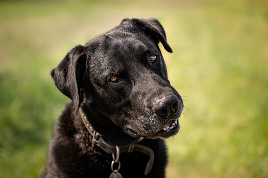 拉布拉多犬