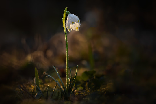 水仙花开