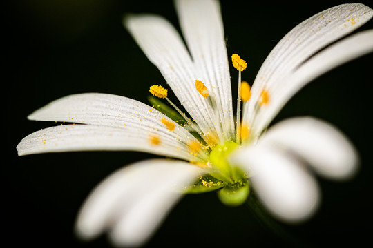 花卉特写