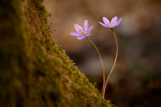 紫罗兰花特写