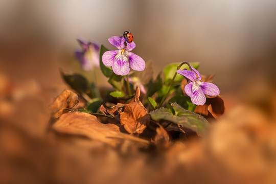 紫罗兰花特写