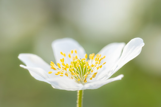 花卉特写