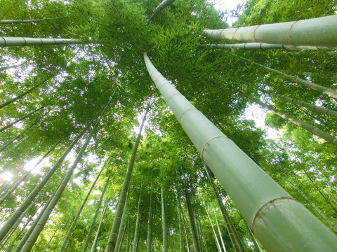 竹林仰拍