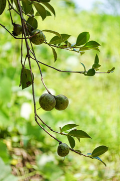 油茶